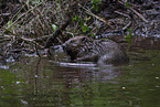 beaver