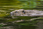 beaver