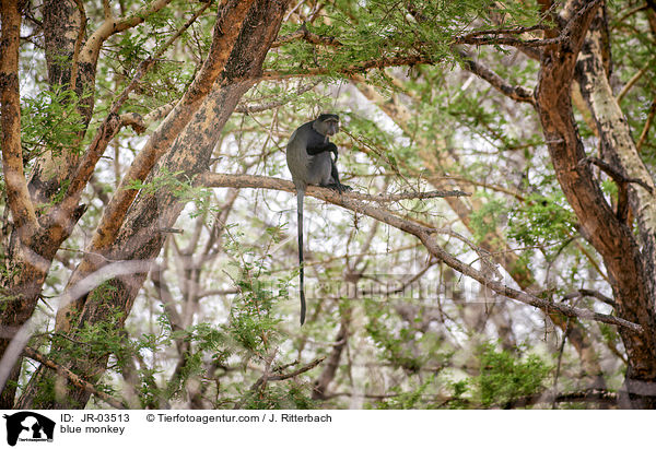 Diademmeerkatze / blue monkey / JR-03513