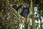 blue monkeys