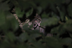 dormouse