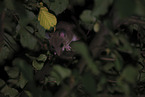 dormouse