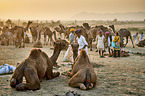 Dromedary Camel on the animal market