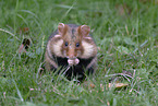 Eurasian hamster