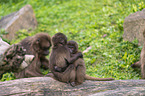 young bleeding-heart monkeys