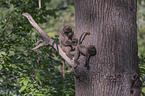 young bleeding-heart monkeys