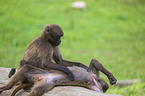 gelada baboons