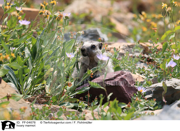 hoary marmot / FF-04676