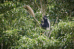 mantled guereza