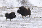musk ox