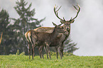 Red deer in the mist