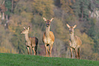 red deer