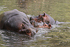 hippos