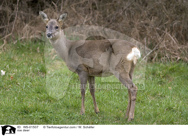 Reh / roe deer / WS-01507