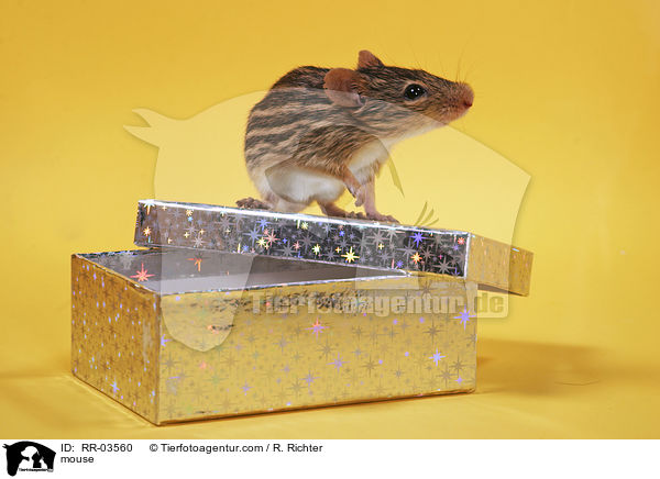 Afrikanische Streifengrasmaus / mouse / RR-03560