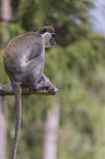 sitting Vervet Monkey