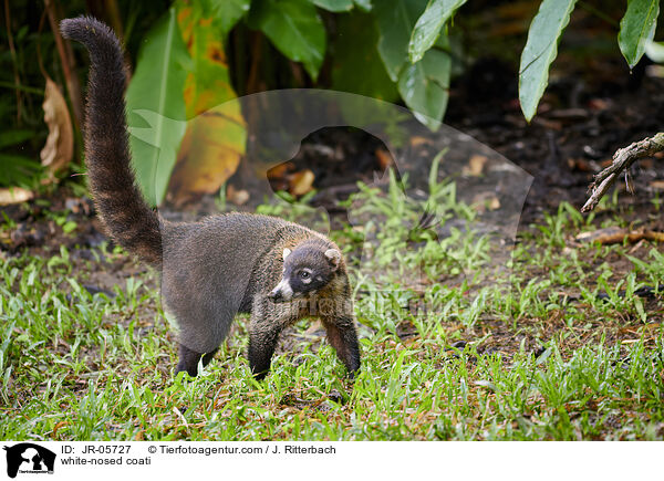 Weirssel-Nasenbr / white-nosed coati / JR-05727