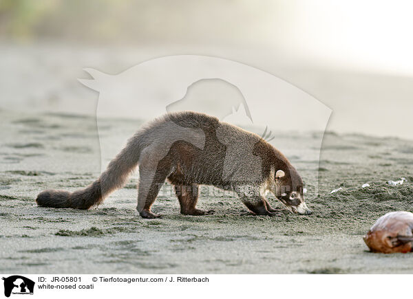 Weirssel-Nasenbr / white-nosed coati / JR-05801