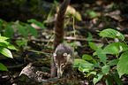 white-nosed coati