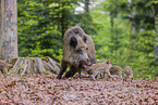 wildboars